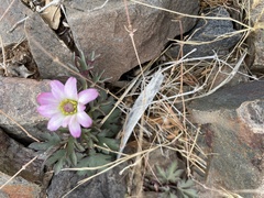 Anemone tuberosa