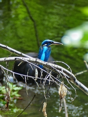 Alcedo atthis hispidoides