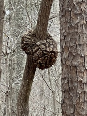 Agrobacterium radiobacter