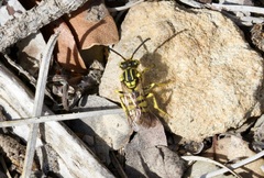 Nomada superba