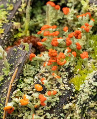 Cladonia incrassata