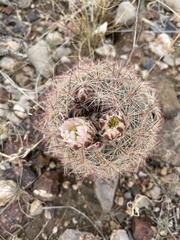 Echinomastus intertextus