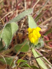 Anthyllis lotoides