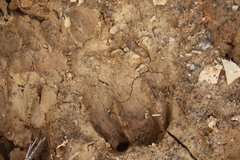 Canis familiaris