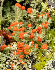 Cladonia incrassata
