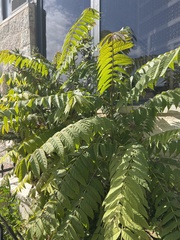 Ailanthus altissima