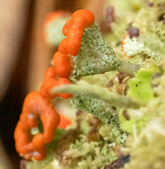 Cladonia incrassata