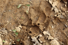 Canis familiaris