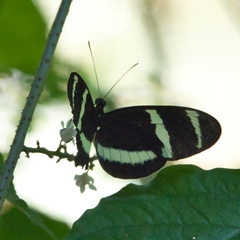 Heliconius
