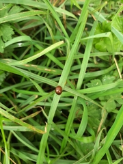 Dicranosterna semipunctata