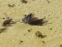 Gracilaria