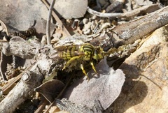 Nomada superba