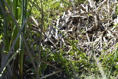 Laterallus melanophaius