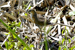 Laterallus melanophaius