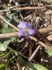 Viola missouriensis