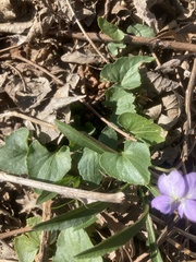 Viola missouriensis