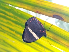 Hamadryas laodamia