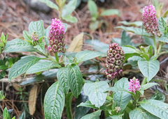Phytolacca bogotensis