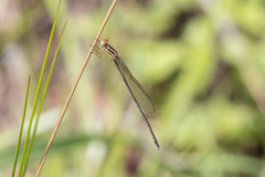 Pseudagrion ignifer