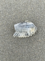 Cyrtopleura costata