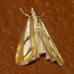 Catoptria latiradiellus