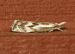 Catoptria oregonicus