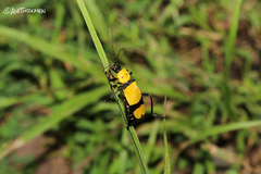 Chauliognathus nigrocinctus