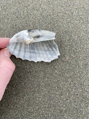 Cyrtopleura costata