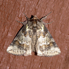 Ceranemota improvisa