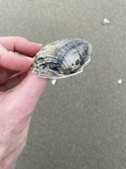 Cyrtopleura costata