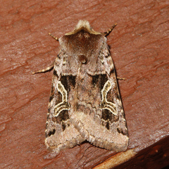 Cerastis enigmatica