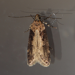 Chionodes mediofuscella