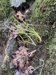 Lilaeopsis occidentalis