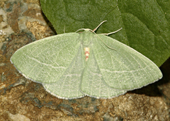 Chlorosea banksaria