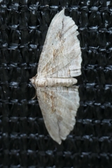 Austrocidaria gobiata