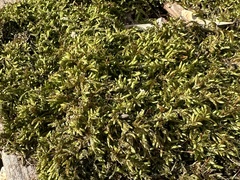 Callicladium imponens