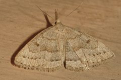 Chytolita morbidalis