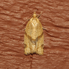 Clepsis penetralis