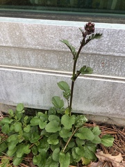 Packera obovata