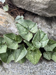 Cyclamen