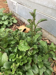 Packera obovata