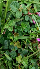 Desmodium molliculum