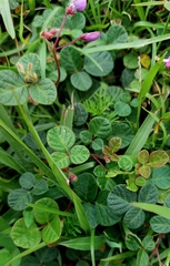 Desmodium molliculum