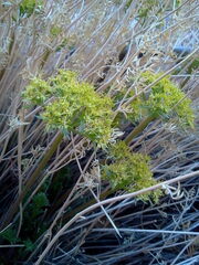 Lomatium parryi