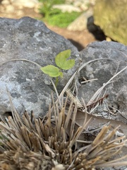 Calyptocarpus vialis