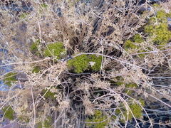 Lomatium parryi