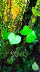 Cissampelos andromorpha