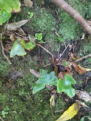 Asplenium hemionitis