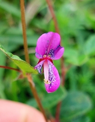 Desmodium molliculum