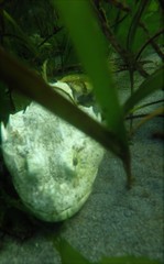 Myoxocephalus polyacanthocephalus
